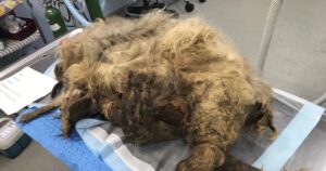 Shelter Saves Neglected Dog with Severe Matted Fur Through
Major Makeover