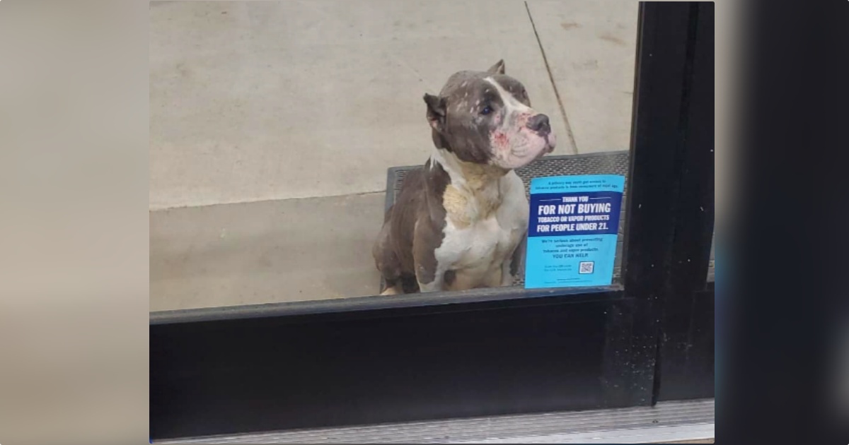 Store Shoppers Sight Pleading Pit Bull Staring Through Front
Door