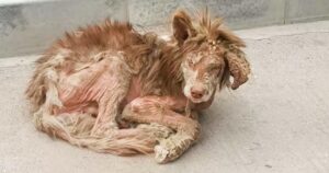 Stray Met Woman Insistent On Transforming Him Into Gorgeous,
Purebred Boy