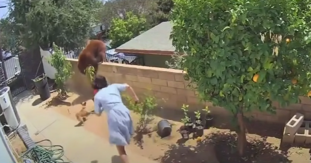 Teenager’s Heroic Act of Saving Family Dogs from Bear
Captured in Viral Video