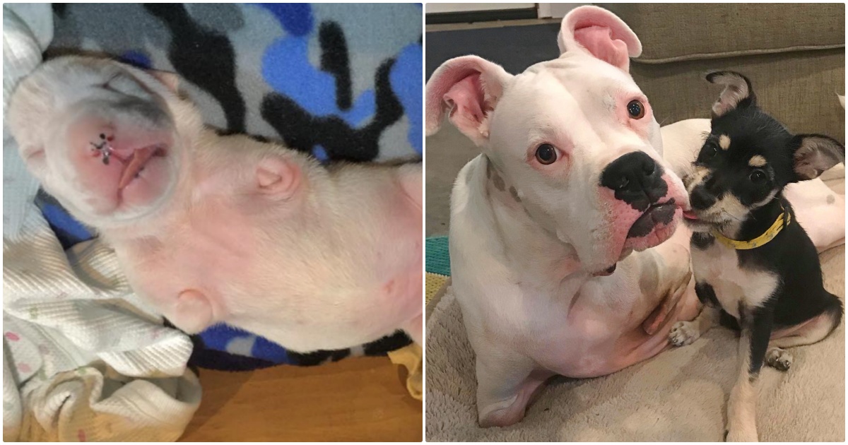 Tenacious Two Legged Puppy Grows Up To Become A Foster
Dad