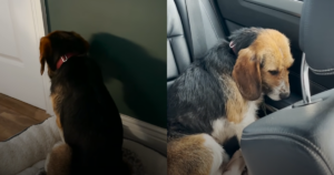 Terrified Dog Couldn’t Face His New Owners Until He Finally
Felt Safe