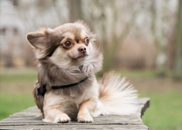 The 12 Most Clean &amp; Tidy Dog Breeds