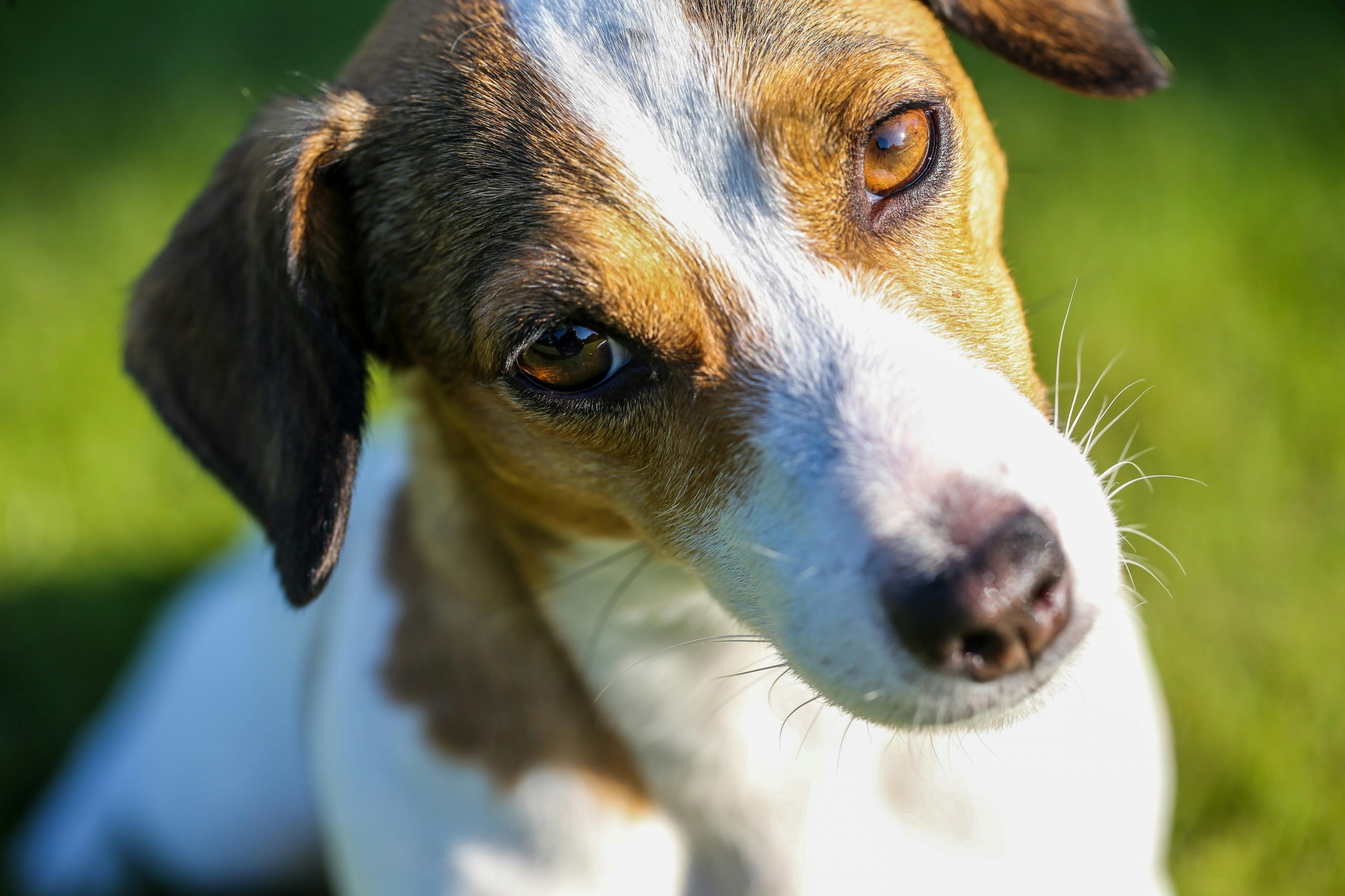 The Best Strategies For Potty Training Your Dog