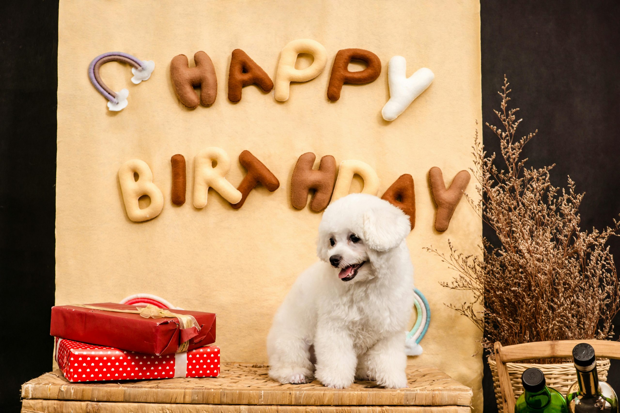 The Best Ways To Celebrate Your Dog’s Birthday