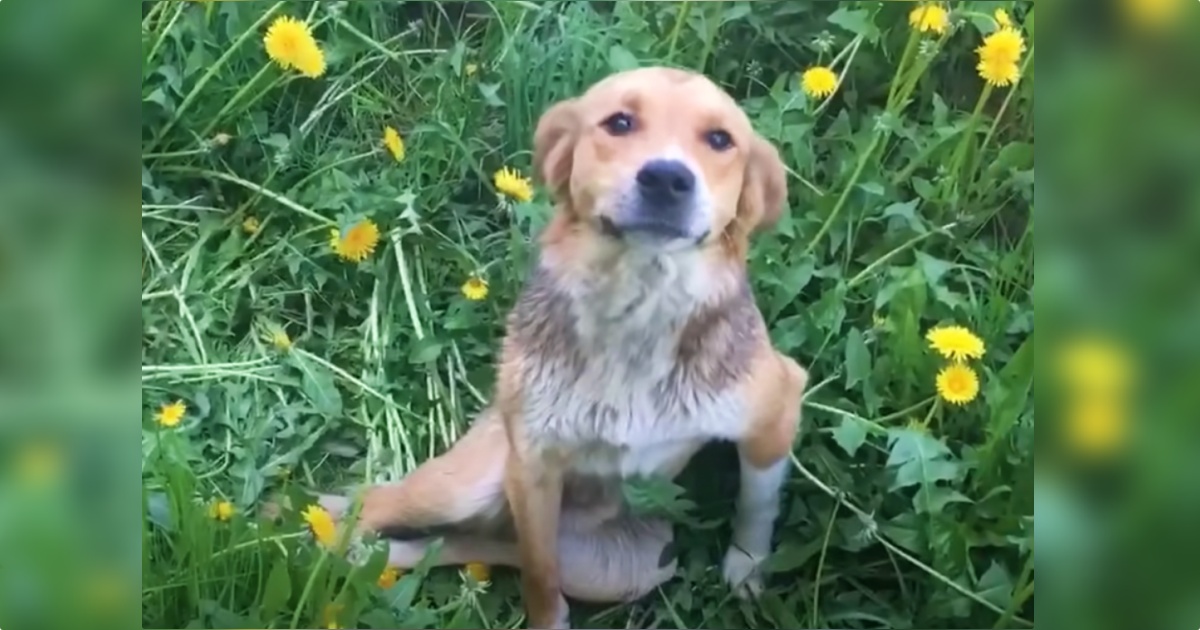 The Closer A Woman Got To Dog On Roadside, The Angrier She
Became