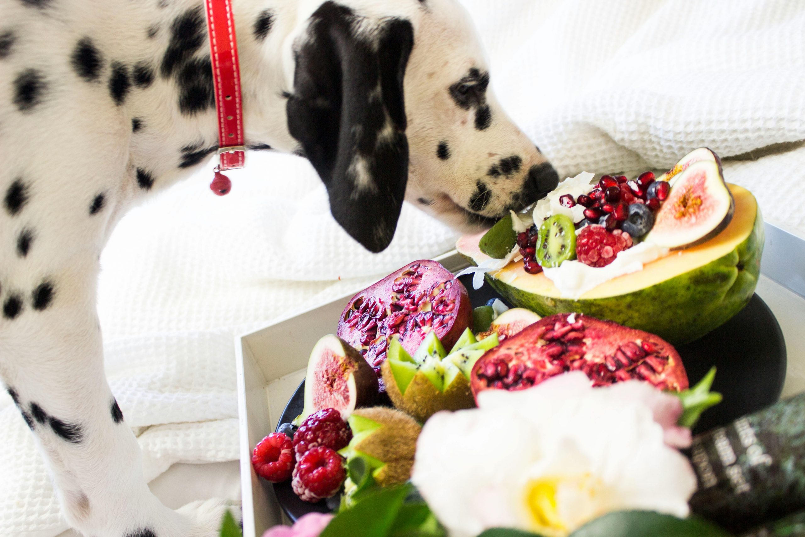 The Risks Of Raw Diets For Dogs