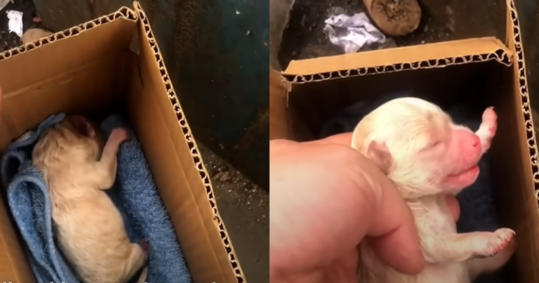 The Stirring Journey of a Newborn Puppy Abandoned in a
Landfill and His Heartfelt Cry for Survival