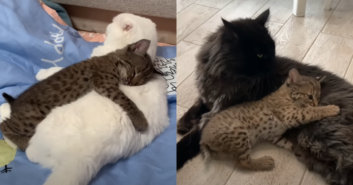 Tiny Lynx Captures 8 Million Hearts with Adorable Love for
Adult Housecat