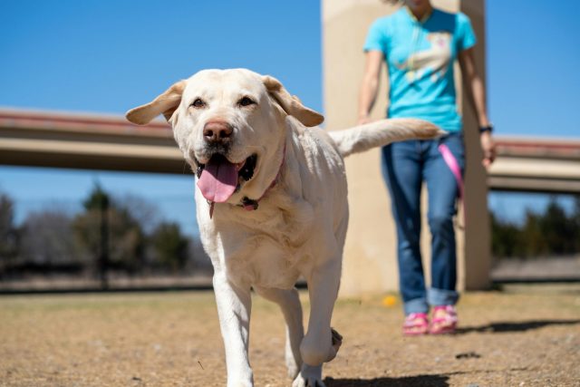 Top 10 Best Dog Breeds For Kids