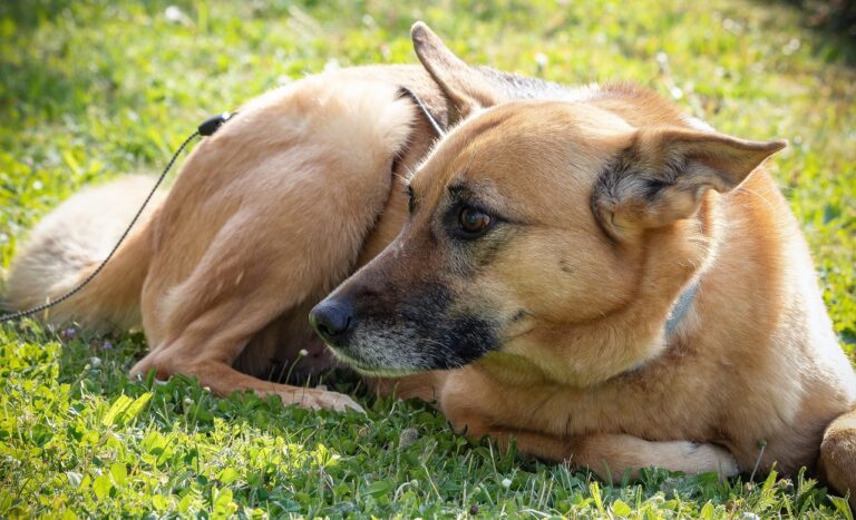 Top 10 Dogs Breeds Known for Their Heartwarming
Loyalty