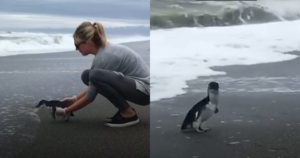 Touching Moment of a Blue Penguin’s Released Back into the
Wild