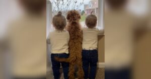 Twin Girls and Puppy Excitedly Wait for Brother, Share
Identical Reactions Upon Seeing Him