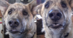 Ultimate Dog Tease: The Internet’s Most Beloved and Enduring
Viral Video