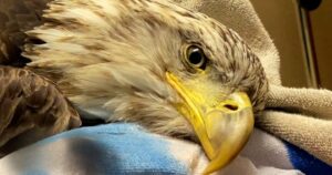 Vet Helps Bald Eagle Learn to Fly Again by Building
Trust