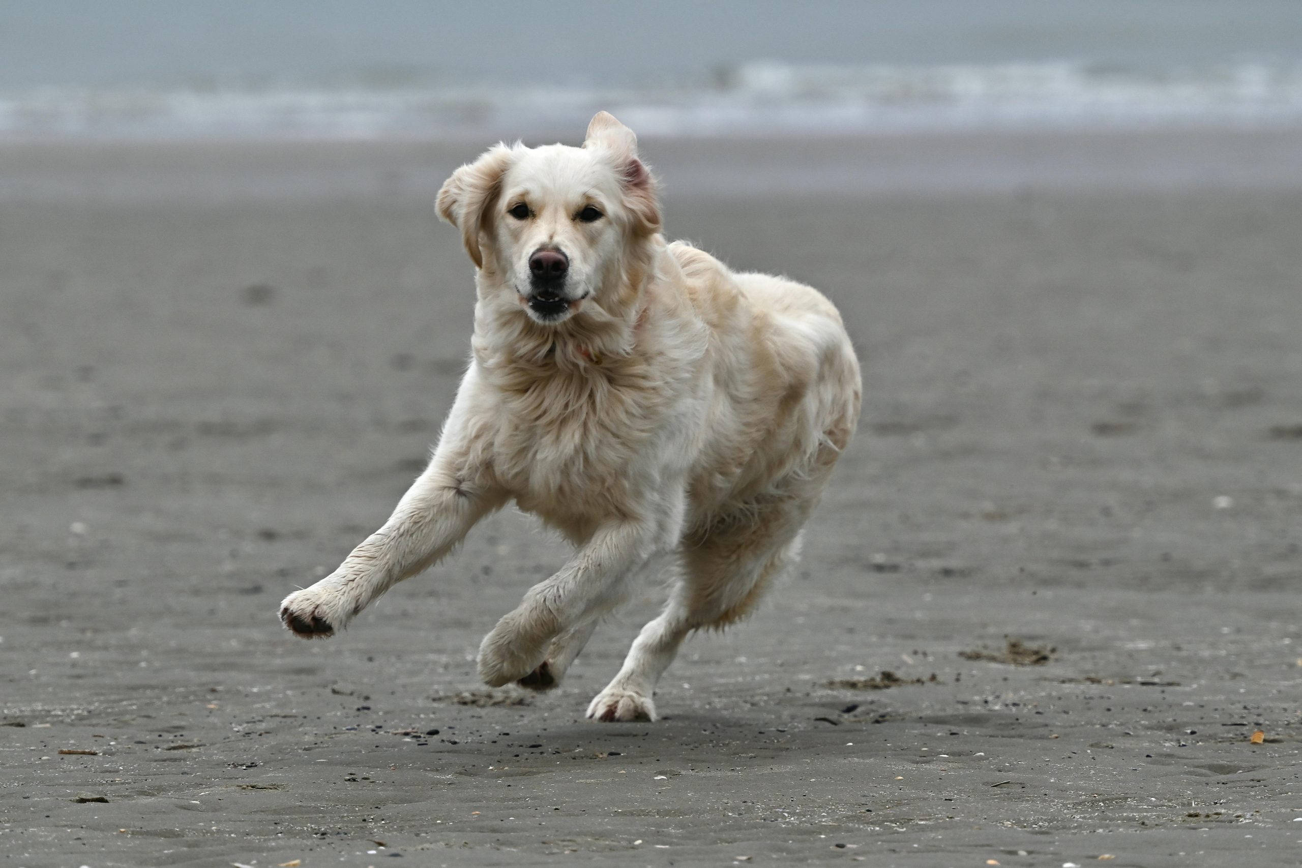 What Are Dog Zoomies And Why Do They Happen?