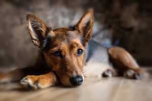 What Are The Signs Of Anxiety In Dogs?