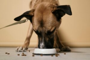 What Should You Feed Your Dog?