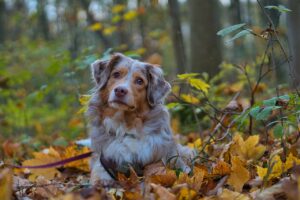 What To Do If Your Dog Is Bitten By A Snake