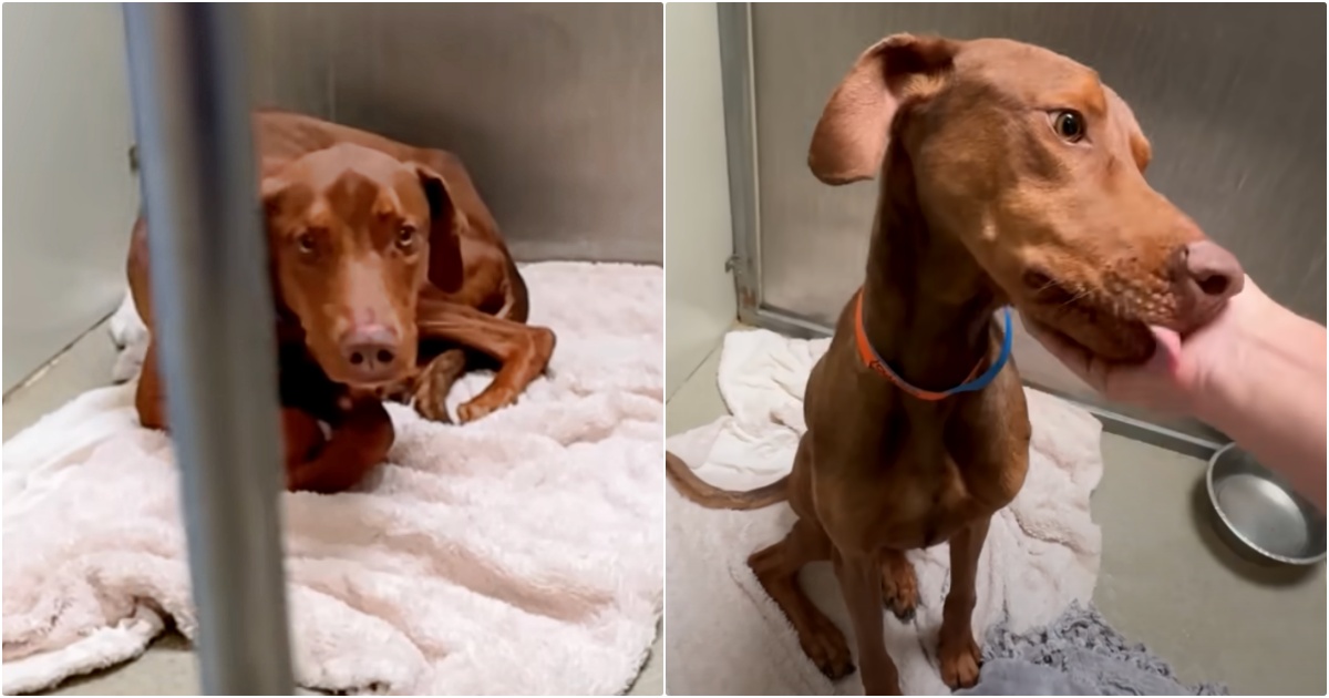 When Broken-Hearted Shelter Dog Learns He’s A Very Good
Boy