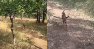 When a Lone Baby Deer Needed Help, a Family’s Extraordinary
Response Changed Everything