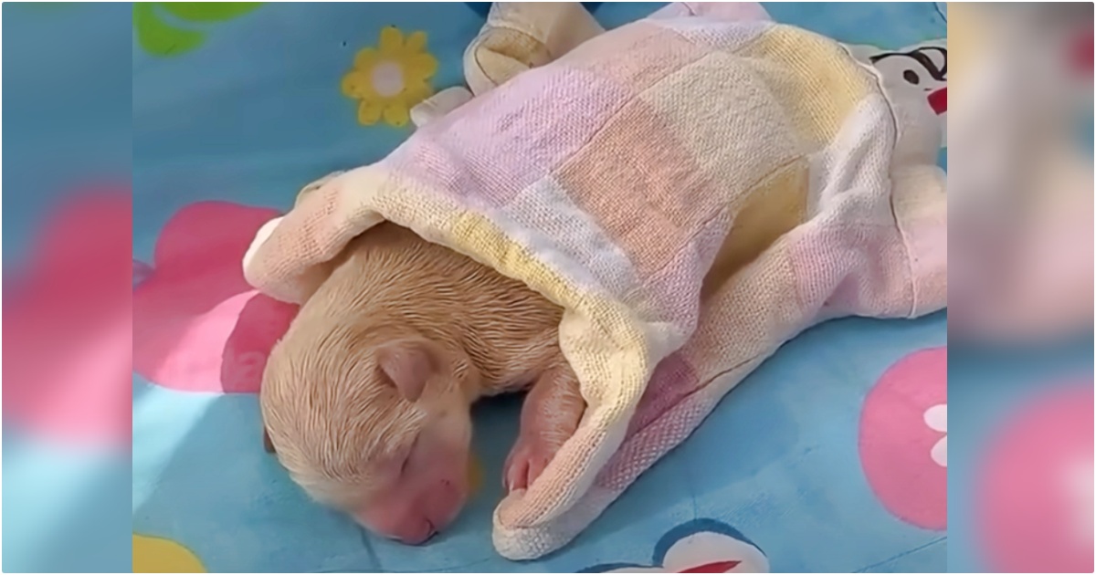 While Riding Her Bike, Girl Finds Newborn Puppy Lying On The
Ground