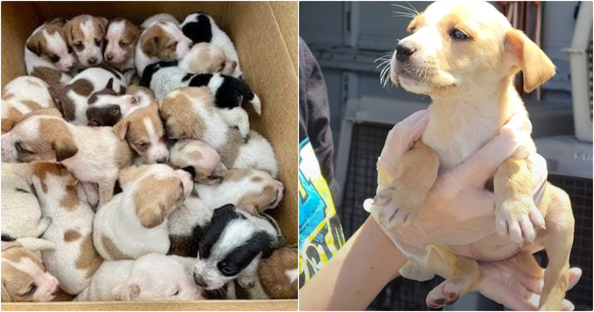 While Walking Down Rural Road, People Find A Box With 30
Puppies Inside