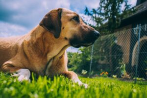 Why Do Dogs Eat Grass?