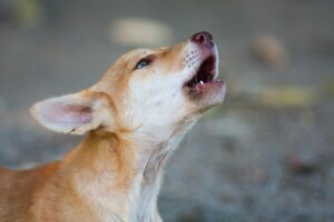 Why Do Dogs Howl At Certain Sounds?