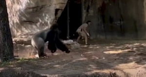 Wild Viral Video Captures Zookeepers’ Harrowing Encounter
with Silverback Gorilla at Fort Worth Zoo