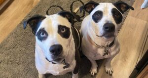 Woman Adopts Panda-Like Dog, Finds His Twin, Feels It’s
Fate!