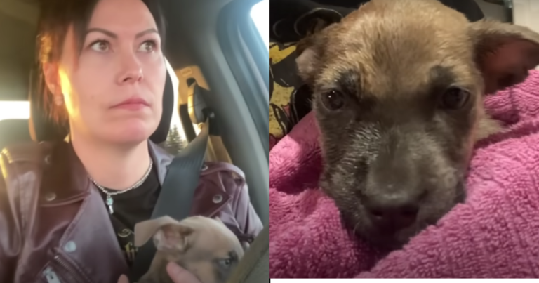 Woman Rescues Abandoned Puppy at Walmart, Embarks on a
Heartwarming Mission to Reunite Siblings