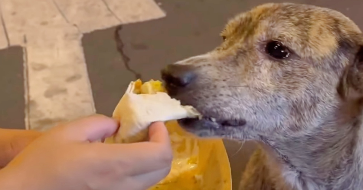 Woman Shares Her Meal With Hungry Stray And His Eyes Swelled
With Tears