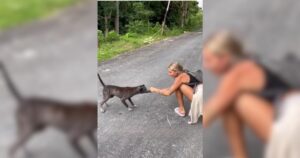 Woman Surprised to Learn Why Stray Dog Kept Following Her
for Weeks