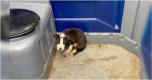 Woman ‘Stops Short’ When She Sees Puppy Cowering In
Porta-Potty