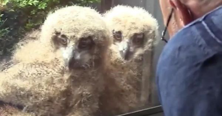 ‘Giant’ Owl Babies Are Born Outside Man’s Window Now
Watching TV Next To Him