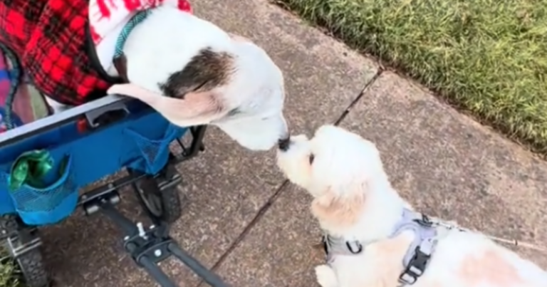 ‘Heartwarming’ Reunion of Senior Dog Errol with His
Long-Time Friend Romeo