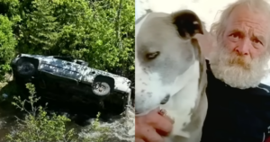 ‘Heroic’ Dog Blue Runs 4 Miles to Save Injured Owner Deep In
Wilderness