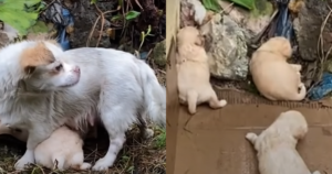 ‘Starving’ Mama Dog Tried To Keep Her Crying Babies Warm in
the Rain